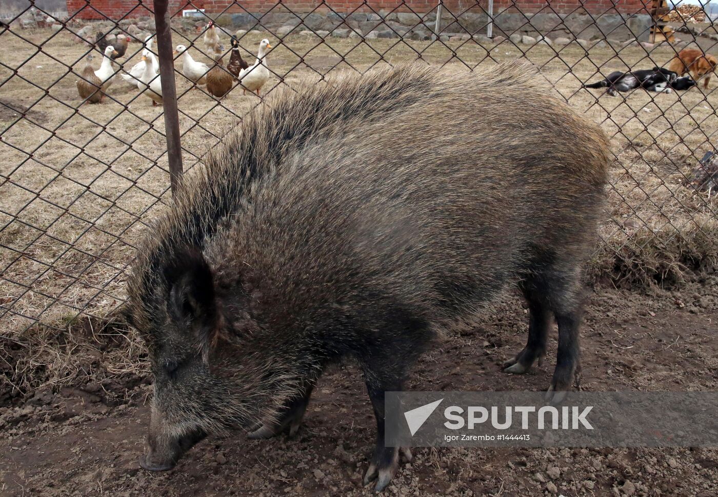 Wild boars bred in the backyard