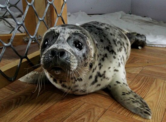 Seal Rehabilitation center in Primorysky territory