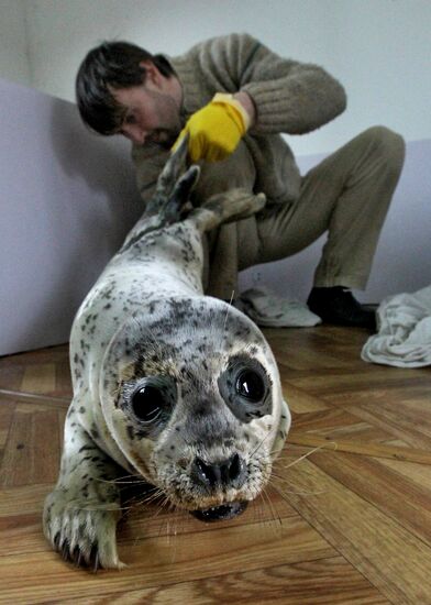 Seal Rehabilitation center in Primorysky territory