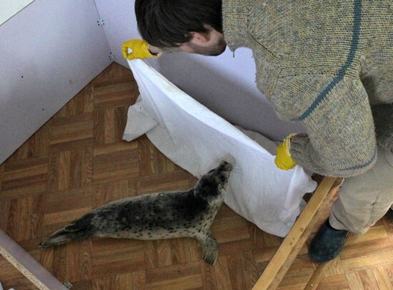 Seal Rehabilitation center in Primorysky territory