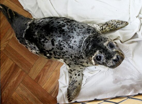 Seal Rehabilitation center in Primorysky territory