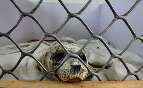 Seal Rehabilitation center in Primorysky territory