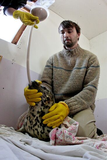 Seal Rehabilitation center in Primorysky territory
