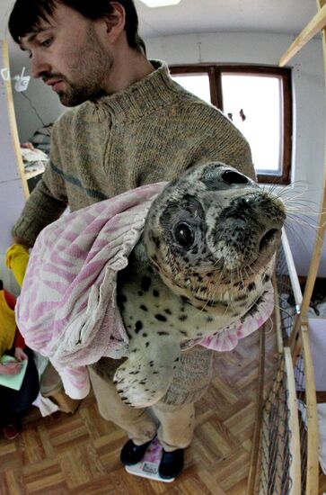 Seal Rehabilitation center in Primorysky territory