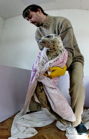 Seal Rehabilitation center in Primorysky territory