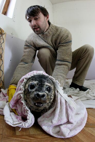 Seal Rehabilitation center in Primorysky territory