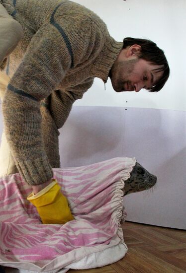 Seal Rehabilitation center in Primorysky territory