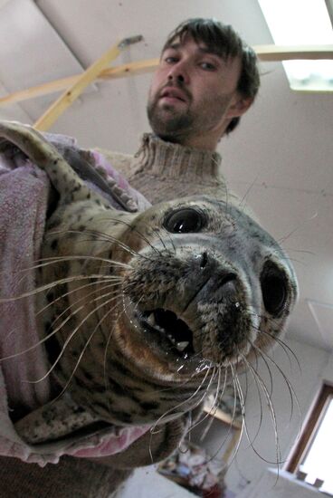 Seal Rehabilitation center in Primorysky territory