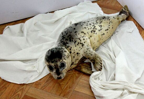 Seal Rehabilitation center in Primorysky territory