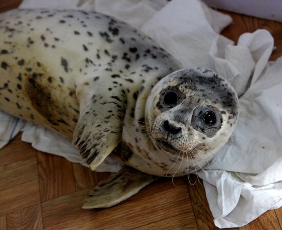 Seal Rehabilitation center in Primorysky territory