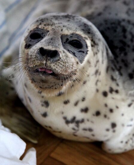 Seal Rehabilitation center in Primorysky territory