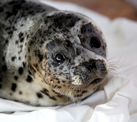 Seal Rehabilitation center in Primorysky territory