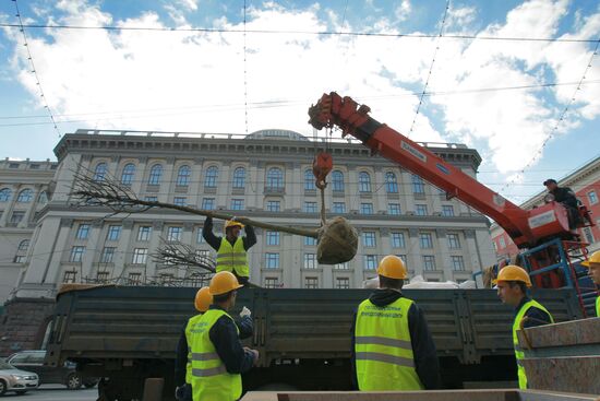 Lime trees planted on Tverskaya Street in Moscow