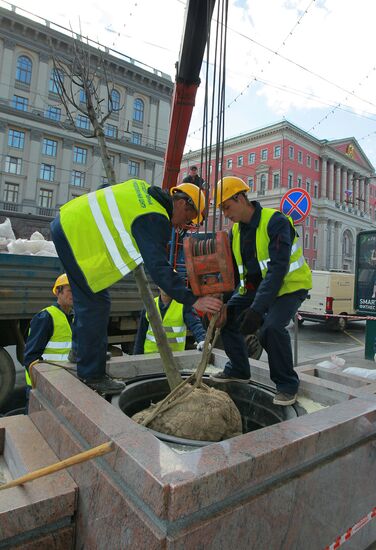 Lime trees planted on Tverskaya Street in Moscow