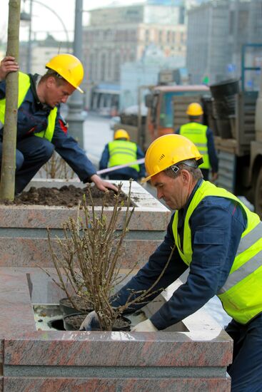 Lime trees planted on Tverskaya Street in Moscow