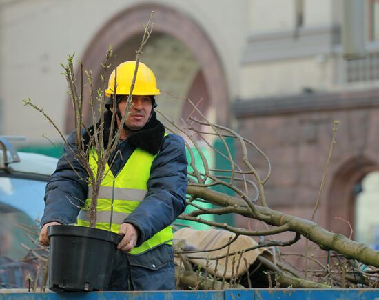 Lime trees planted on Tverskaya Street in Moscow