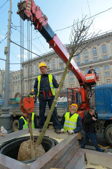 Lime trees planted on Tverskaya Street in Moscow