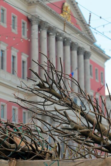 Lime trees planted on Tverskaya Street in Moscow