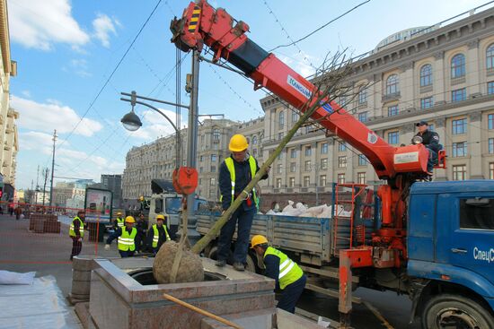 Lime trees planted on Tverskaya Street in Moscow