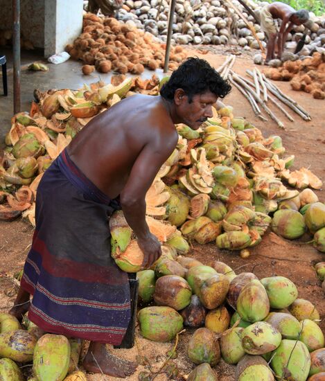 Local residents process coconuts near Negombo