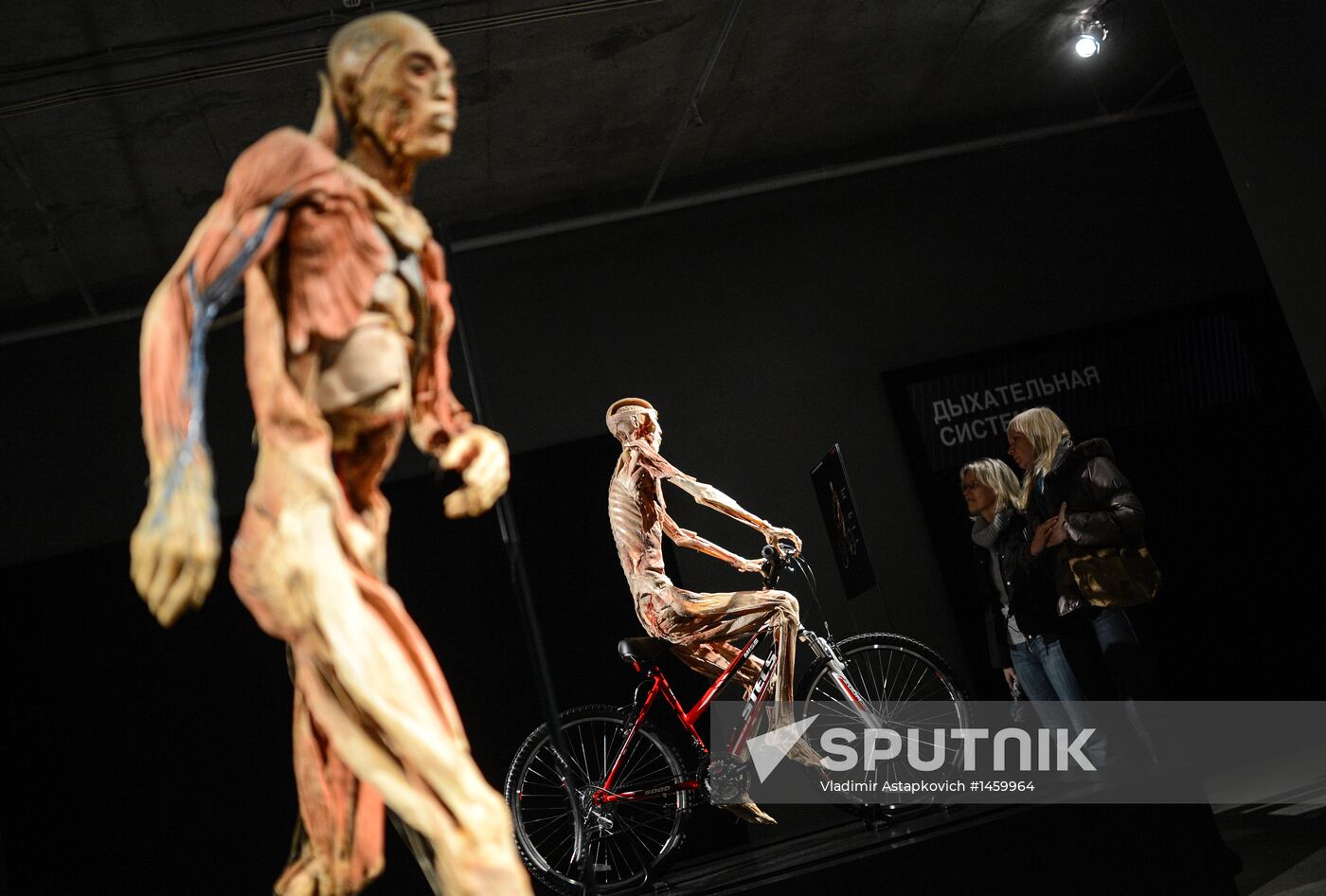 Exhibition "Secrets of the Body. The Universe Inside" in Moscow