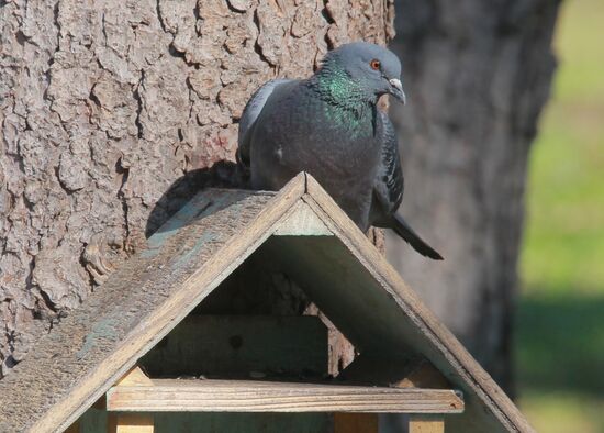 Long-awaited spring finally arrives in Moscow