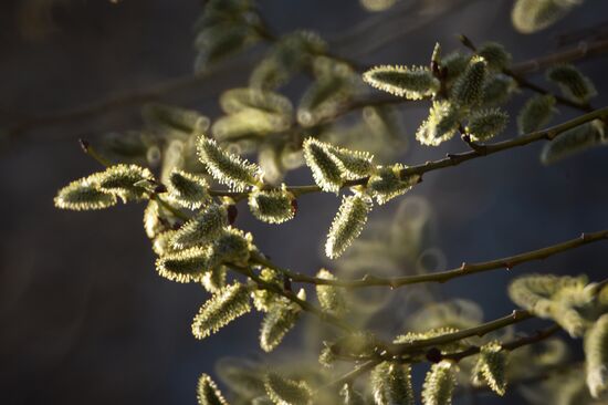 Long-awaited spring finally arrives in Moscow