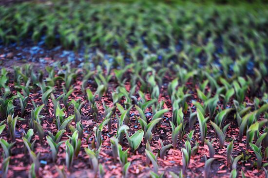 Long-awaited spring finally arrives in Moscow