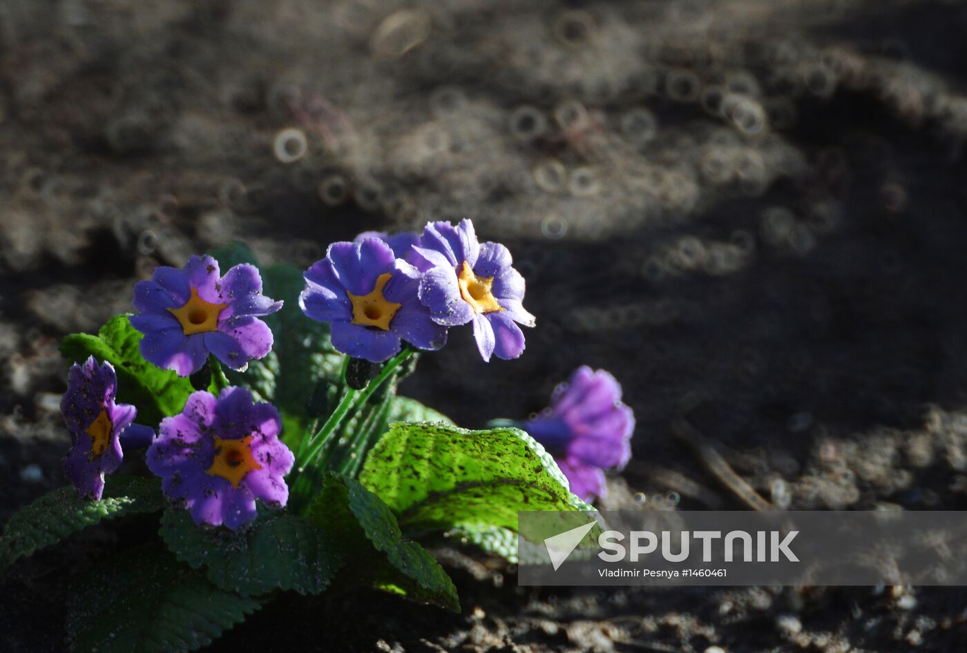 Long-awaited spring finally arrives in Moscow