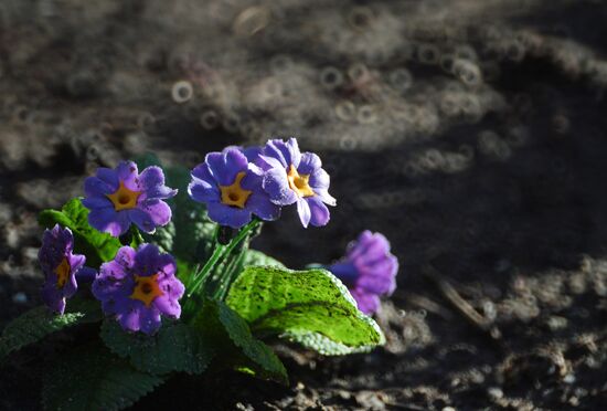 Long-awaited spring finally arrives in Moscow