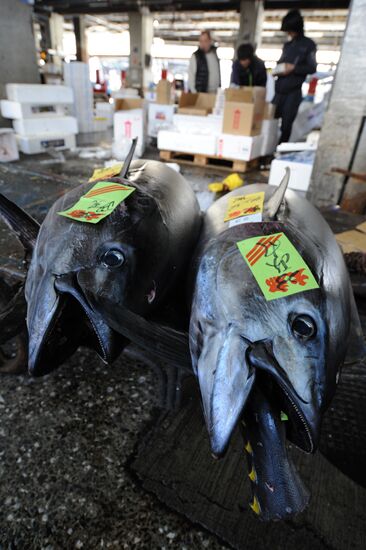 Tsukiji seafood market in Tokyo