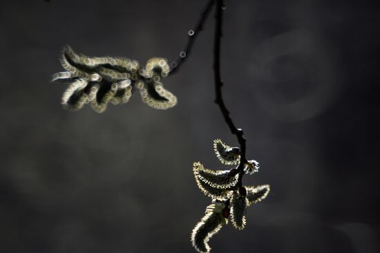 Long-awaited spring finally arrives in Moscow