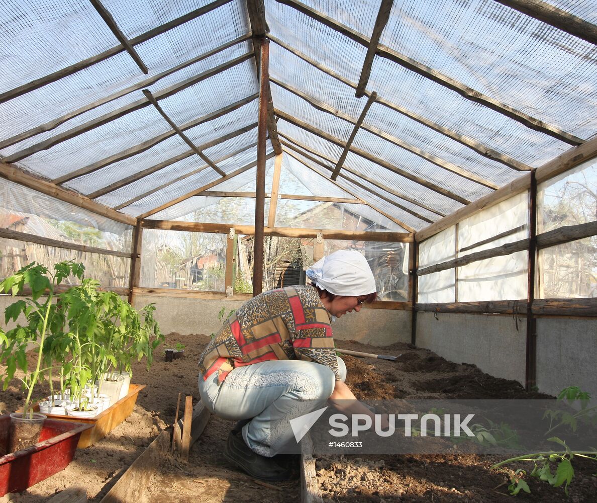 Planting tomatoes