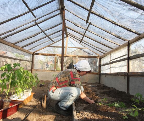 Planting tomatoes