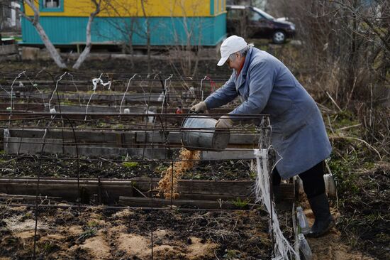 Dacha season kicks off in Novgorod Region