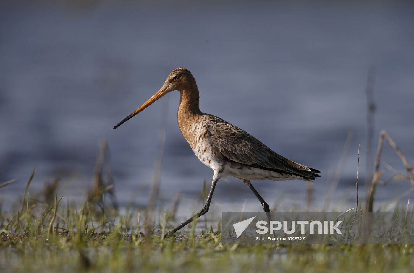 Black-tailed Godwit