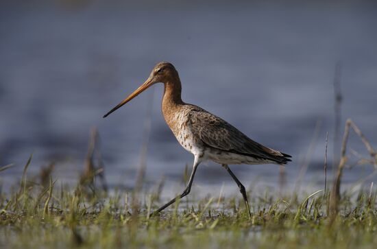Black-tailed Godwit