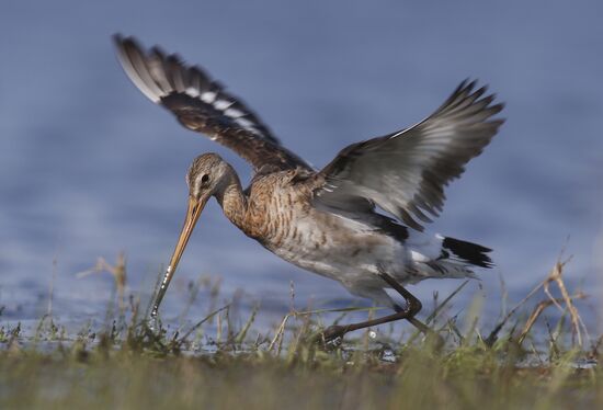 Black-tailed Godwit