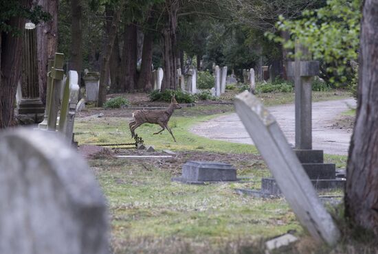 Brookwood Cemetery, Surrey County, Great Britain