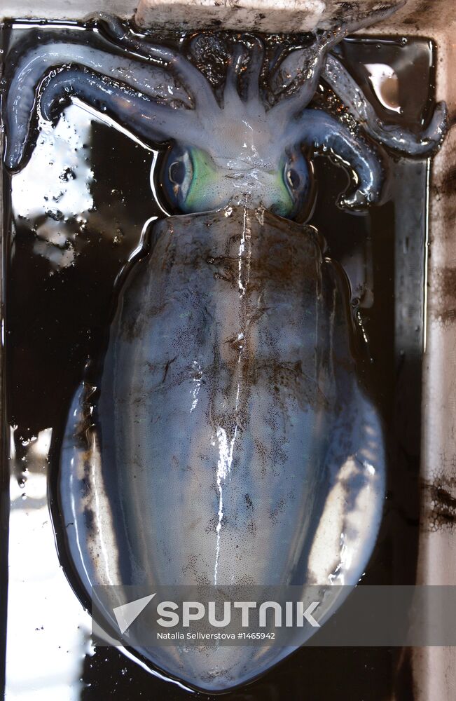 Tsukiji seafood market in Tokyo
