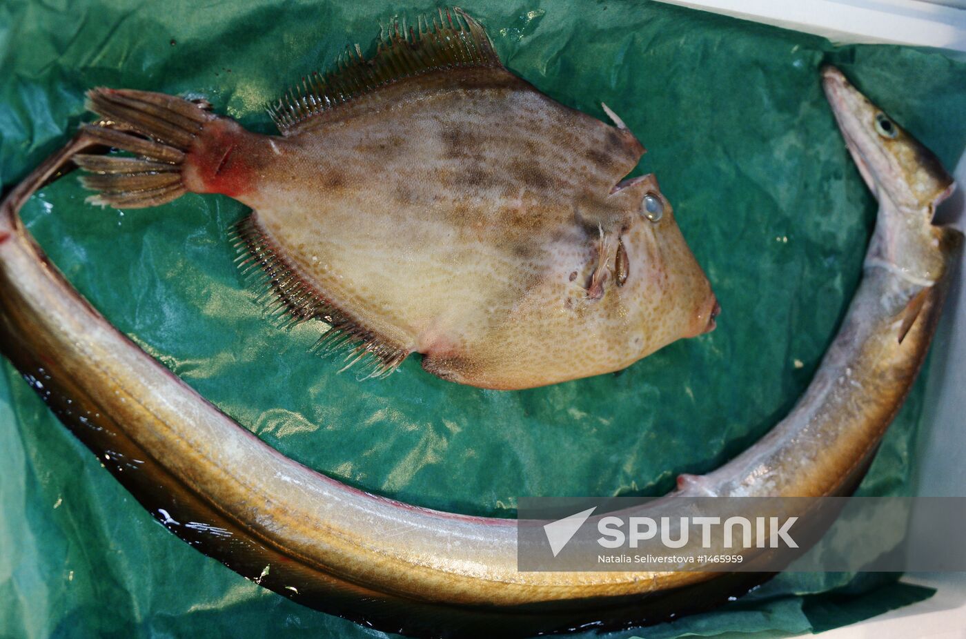 Tsukiji seafood market in Tokyo