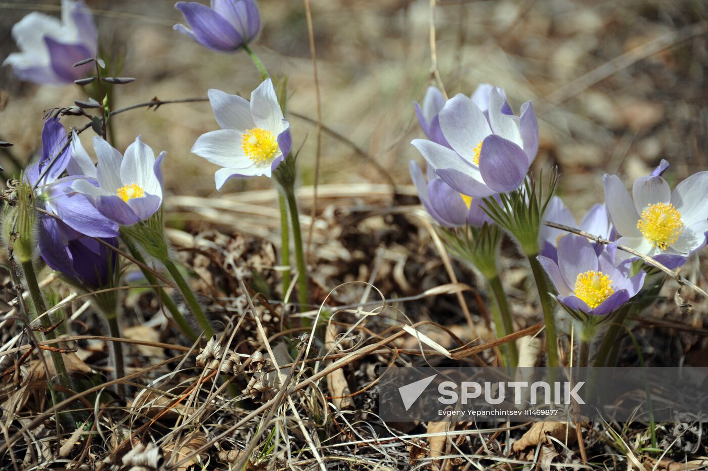 Spring in Transbaikal