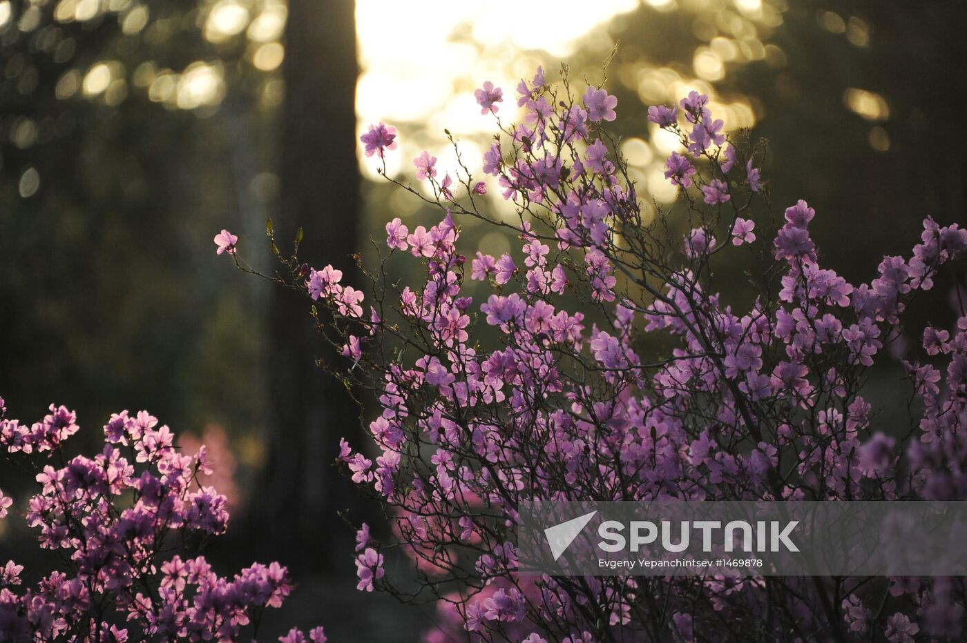 Spring in Transbaikal