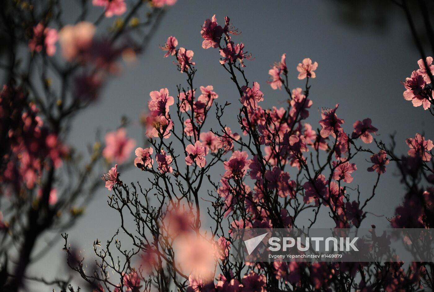 Spring in Transbaikal