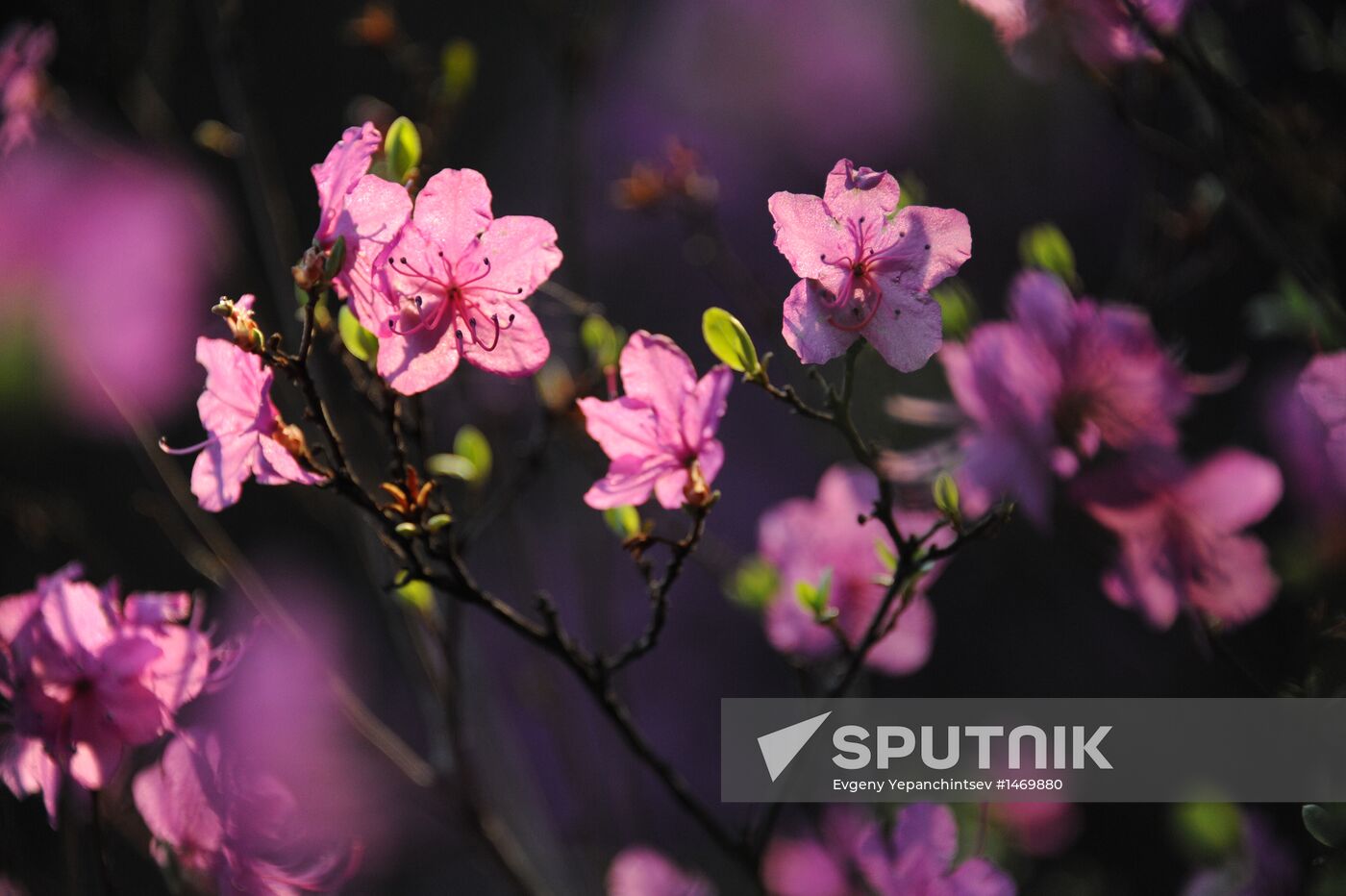 Spring in Transbaikal