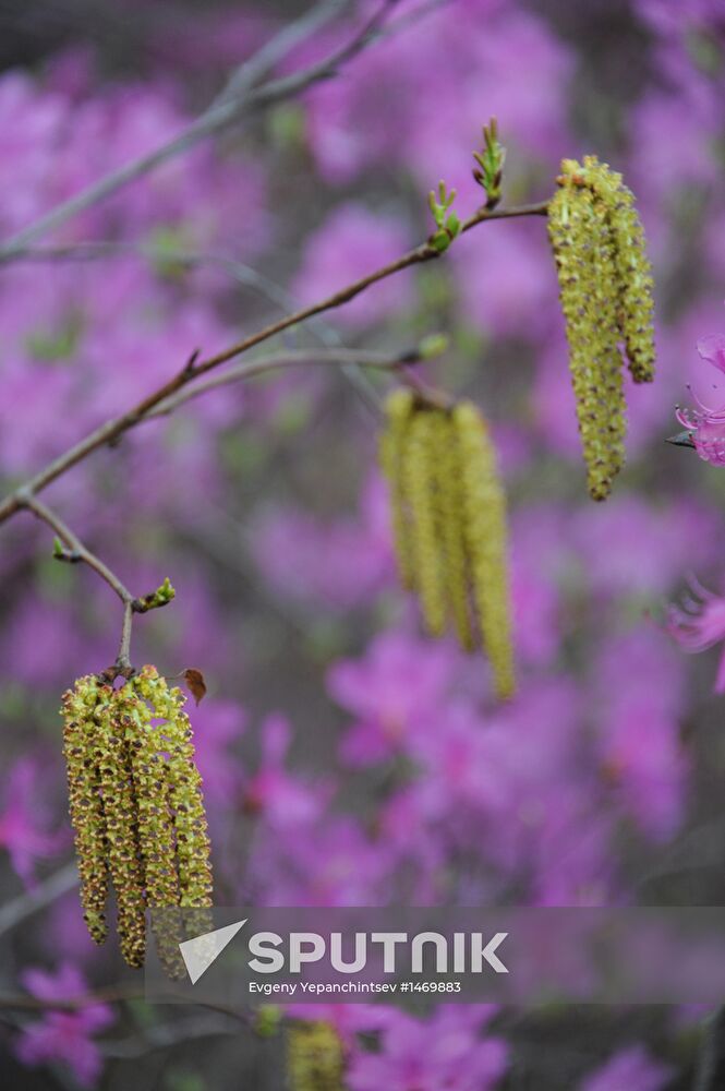 Spring in Transbaikal