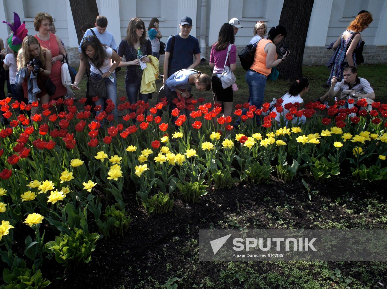 Tulip Festival on Yelagin Island, St. Petersburg