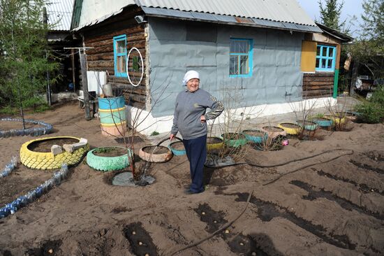 Planting potatoes in Trans-Baikal territory