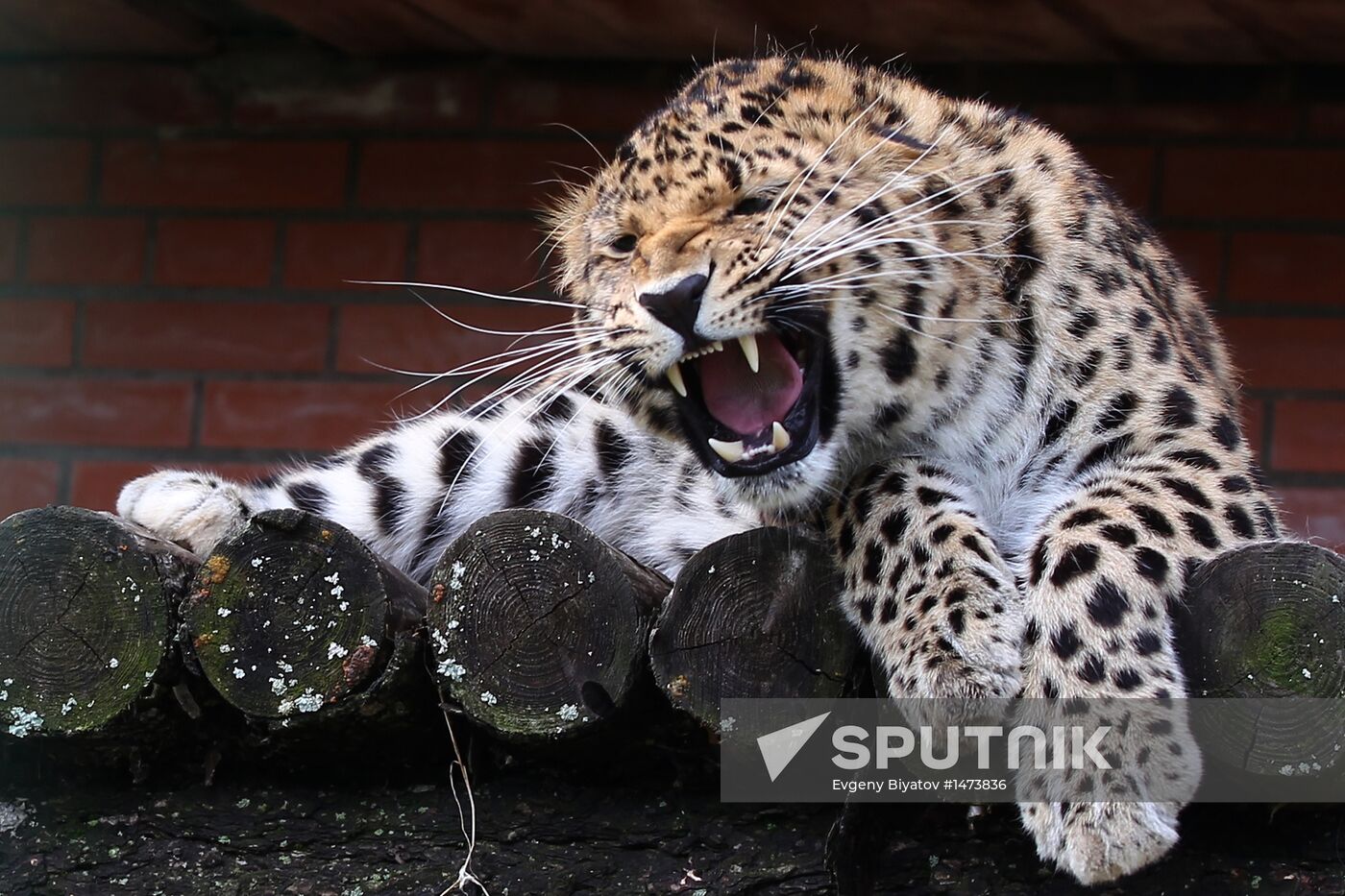 Amur leopard in zoo nursery in suburban village of Sychevo