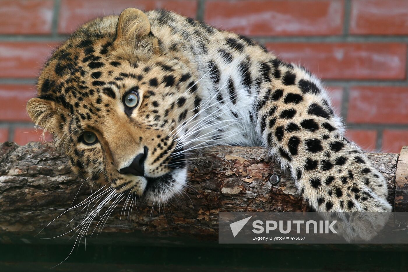 Amur leopard in zoo nursery in suburban village of Sychevo